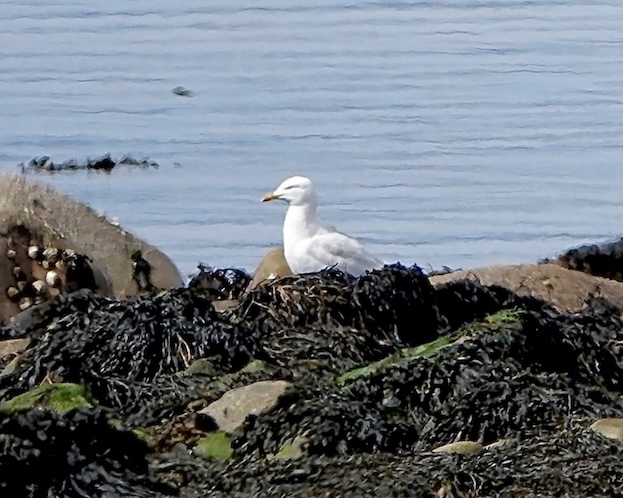 Iceland gull